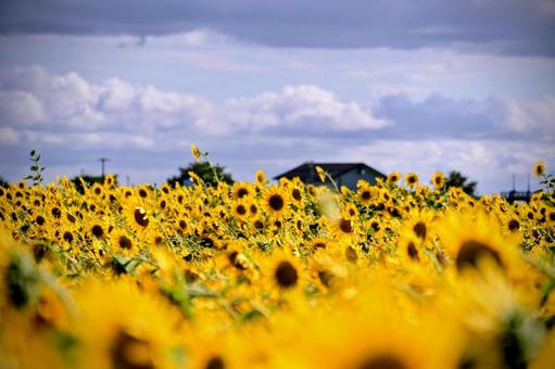 夏のひまわり畑、黄色い絨毯 夏のひまわり畑、黄色い絨毯 ひまわり,花畑,夏の写真素材