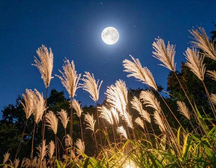七夕の夜、ススキ越しに見上げる満月と星空 七夕の夜、ススキ越しに見上げる満月と星空の写真