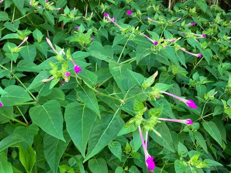 Photo, ফুল, পথিপার্শ্বস্থ, স্বাভাবিকভাবে, 