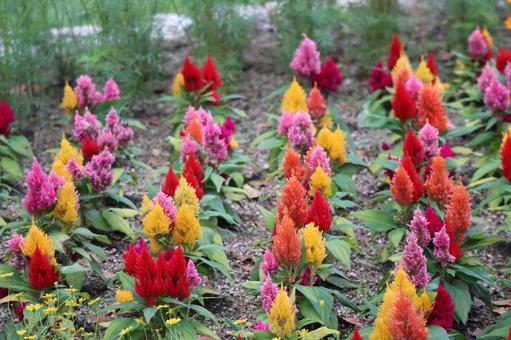 カラフルな色のケイトウの花の咲く花壇 カラフルな色のケイトウの花の咲く花壇の写真
