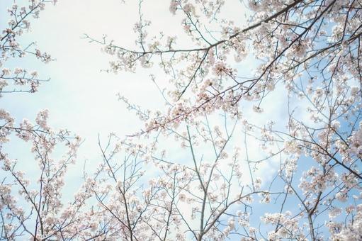 空に向かって伸びる桜 空に向かって伸びる桜の写真