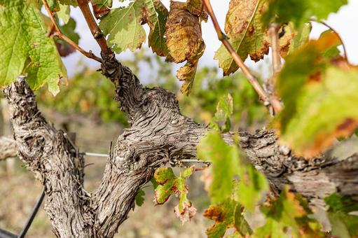 木と葉っぱのアップの写真