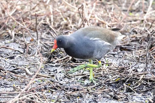 バン 日本の野鳥 留鳥 バン 日本の野鳥 留鳥の写真