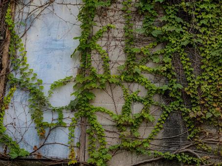 壁を伝う蔓 壁面,緑化,蔓の写真素材