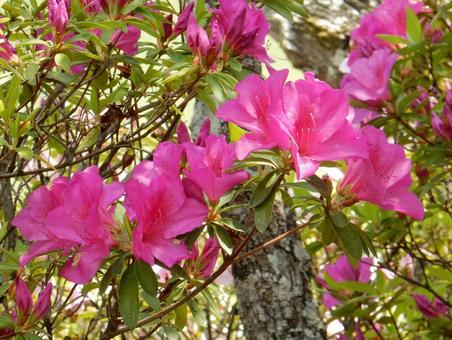 【花の写真】ツツジの花 ツツジ,つつじ,躑躅の写真素材