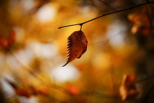 紅葉 紅葉の写真