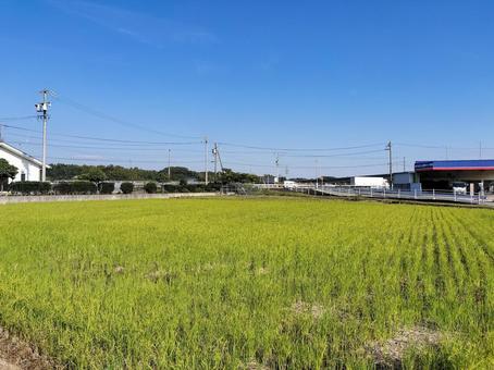 三重県鈴鹿市汲川原町　秋の田園風景 田園風景,田圃,田畑の写真素材
