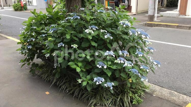 街路樹と紫陽花 街路樹,道路,紫陽花の写真素材