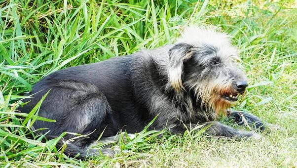 野良犬 犬,ペット,動物の写真素材