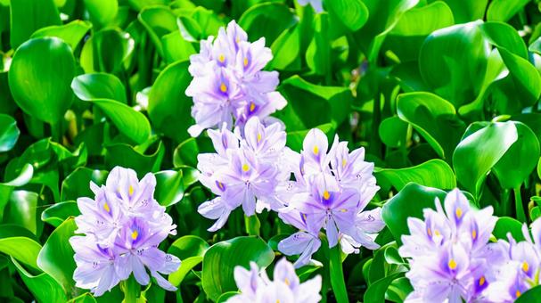 ホテイアオイの花 ホテイアオイの花 ホテイアオイ,紫,花の写真素材