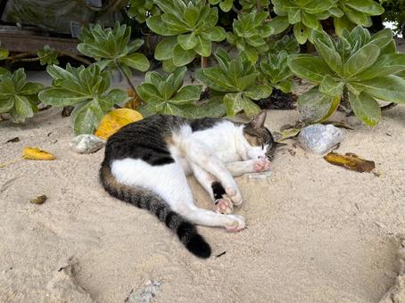 昼寝してた野良猫 昼寝してた野良猫の写真