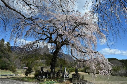 富岡市菅原にあるシダレザクラ 富岡市菅原にあるシダレザクラの写真