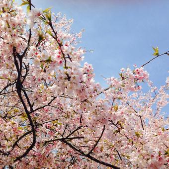 桜と空 桜と空 桜,春,花見の写真素材