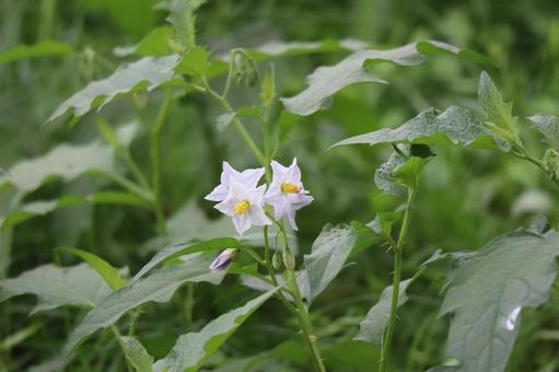 野生に咲くワルビナスの花 野生に咲くワルビナスの花の写真