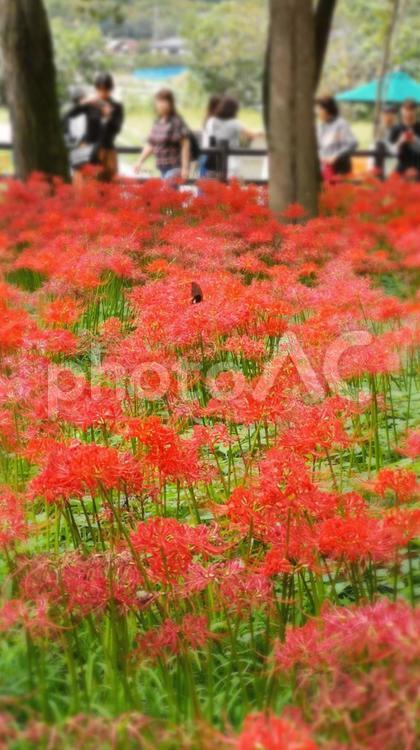 彼岸花とアゲハ蝶 彼岸花,曼珠沙華,自然の写真素材
