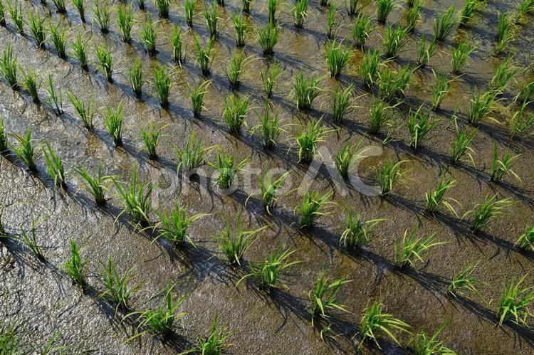 田植え２ヶ月後の水田 田植え２ヶ月後,２ヶ月後の水田,２ヶ月後の写真素材