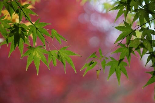 もみじの風景2の写真