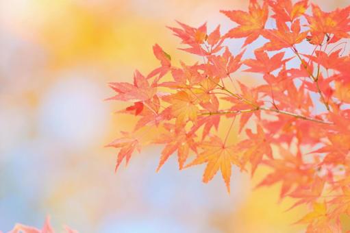 紅葉 紅葉 紅葉,もみじ狩り,植物の写真素材