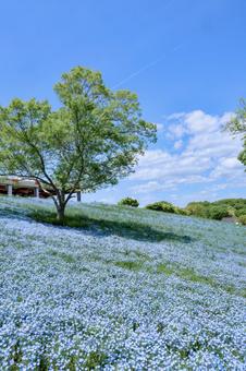 ネモフィラ ネモフィラ,花,flowerの写真素材