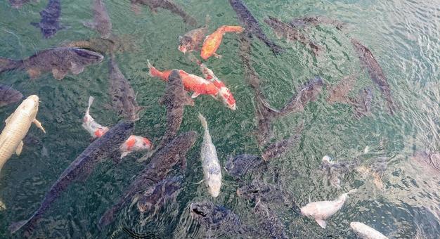 池の鯉 池の鯉 池,鯉,錦鯉の写真素材