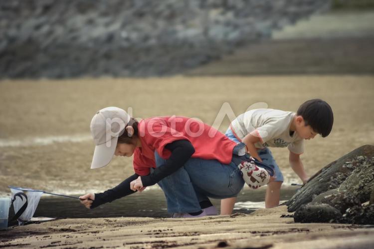 素材＞砂浜でガサガサ（小魚捕獲）する親子 女性,子供,男性の写真素材