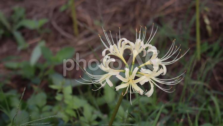 秋深し曼殊沙華のまつり 曼殊沙華,彼岸花,まんじゅしゃげの写真素材