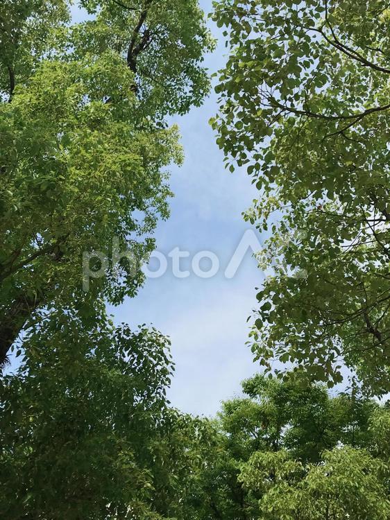 樹木と青空 葉,木漏れ日,樹木の写真素材