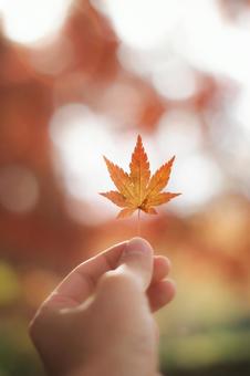 もみじの葉っぱ もみじ,紅葉,秋の写真素材