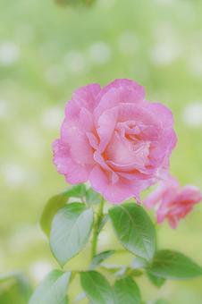 可憐な秋薔薇 可憐,秋,薔薇の写真素材