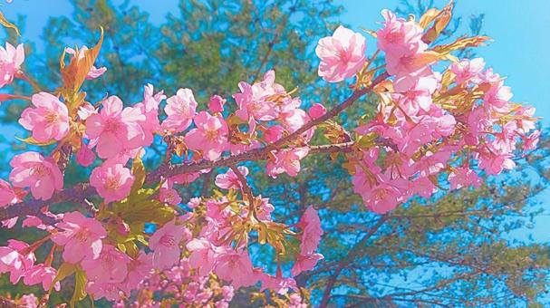 河津桜8 河津桜8 河津桜,桜,さくらの写真素材