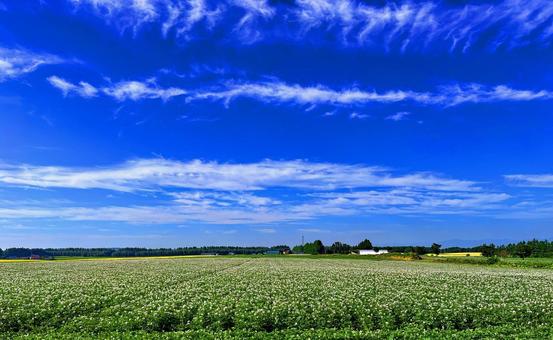 Photo, potato field, field, potato, 