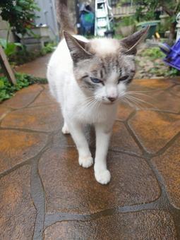 シャムネコ ネコ,ねこ,猫の写真素材