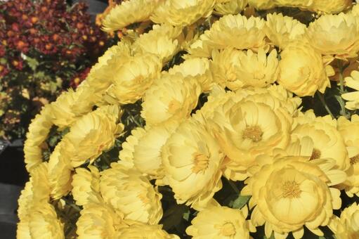 黄色い菊 菊,黄色,花の写真素材