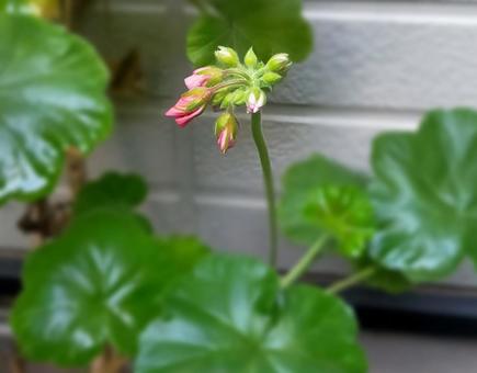 ゼラニウム　つぼみ ゼラニウム,つぼみ,蕾の写真素材