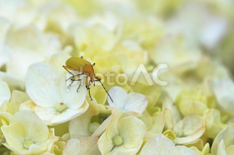 アジサイとハムシ アジサイ,あじさい,紫陽花の写真素材