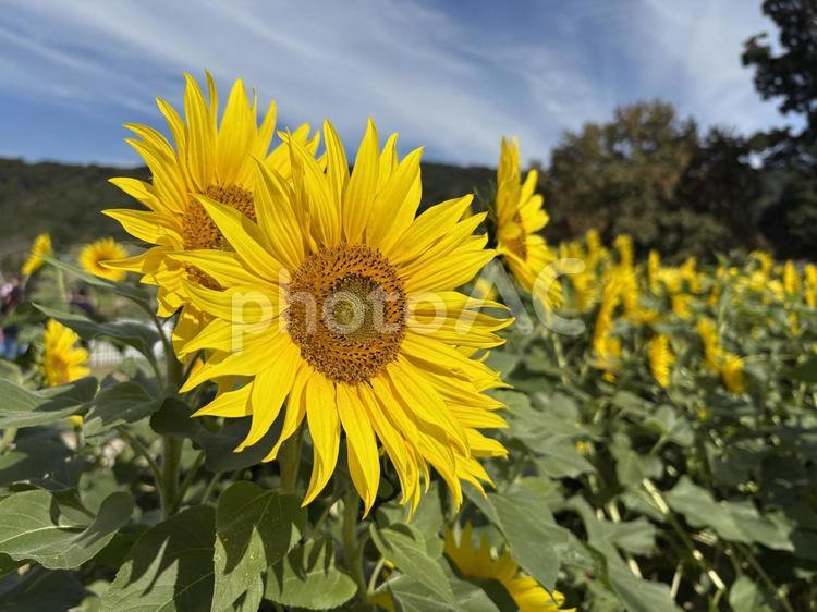 ひまわり畑（ひまわりと青空） 向日葵,ひまわり,夏の花の写真素材