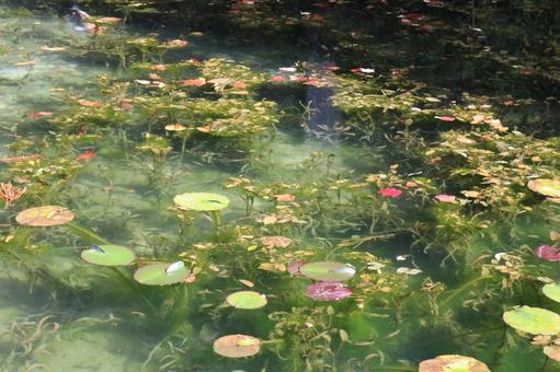 名もなき池(モネの池)_7 名もなき池(モネの池)_7 名もなき池,モネの池,鯉の写真素材