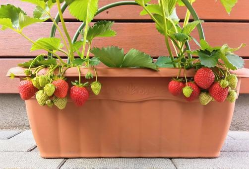プランターに植えているいちご プランターに植えているいちごの写真