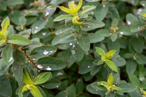 葉　水滴 水滴,葉,葉っぱの写真素材