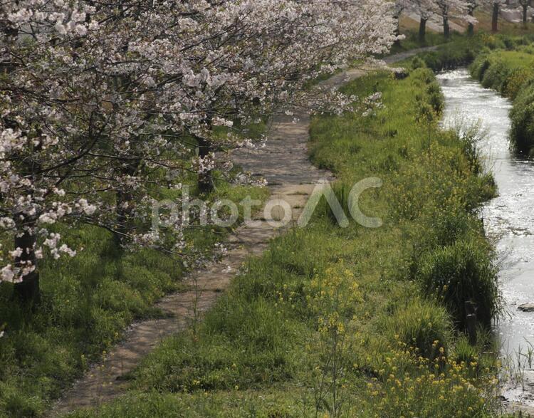 小川と桜 桜,小川,花見の写真素材