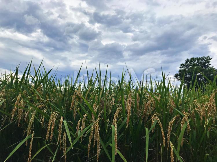 夏の稲 夏,植物,葉の写真素材