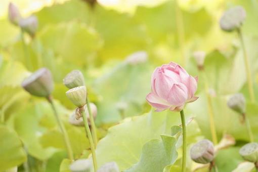 ハスの花 ハスの花の写真