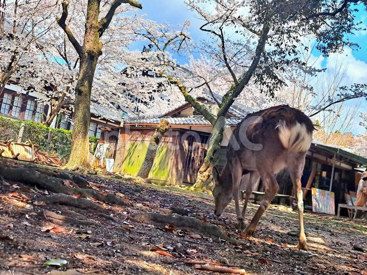 春爛漫奈良の鹿と桜 木,自然,散策の写真素材