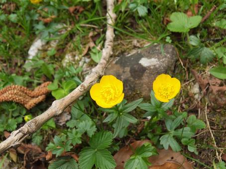 山に生えてた小さい花 山に生えてた小さい花の写真