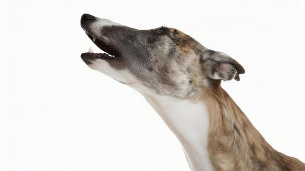 ウィペット12 ウィペット12の写真