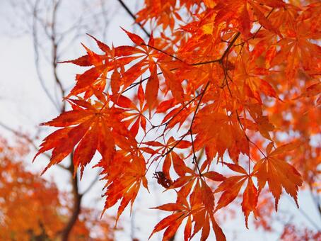 紅葉 紅葉の写真
