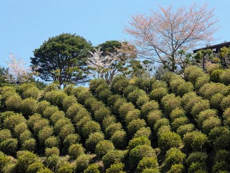 整然と並んだ植え込み 整然と並んだ植え込みの写真