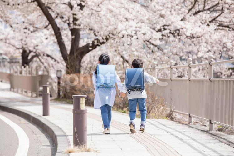 桜の下を歩く新一年生 ランドセル,一年生,入学の写真素材