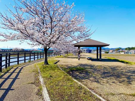 春の休憩 春の休憩 春,桜,公園の写真素材