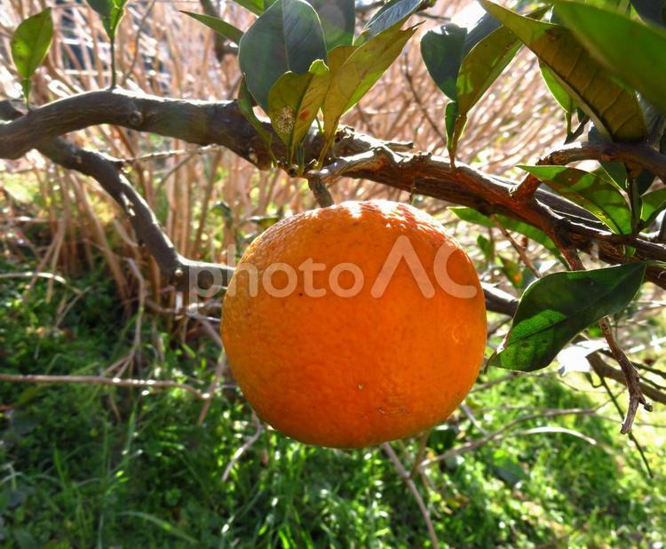 ダイダイの果実 だいだい,みかん,果物の木の写真素材